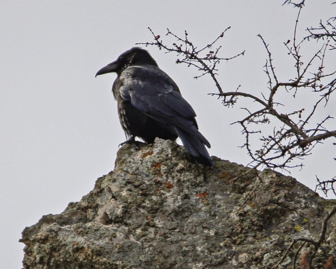 Черная ворона (Corvus Corone)
