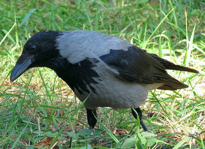 Ворон Кардинал