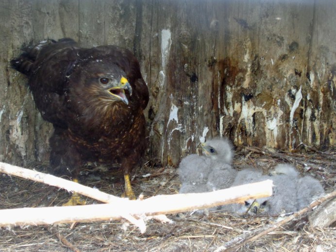 Ворон Таежный Таежный ворон