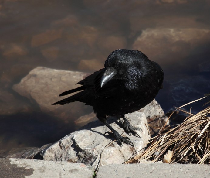 Гуамский ворон