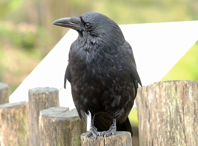 Лесной черный ворон