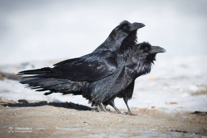 Королевский ворон Коракс