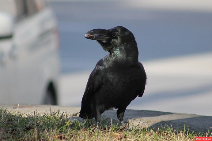 Обыкновенный ворон птица