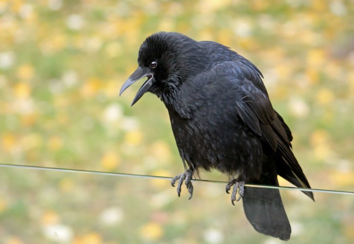 Ворон летит