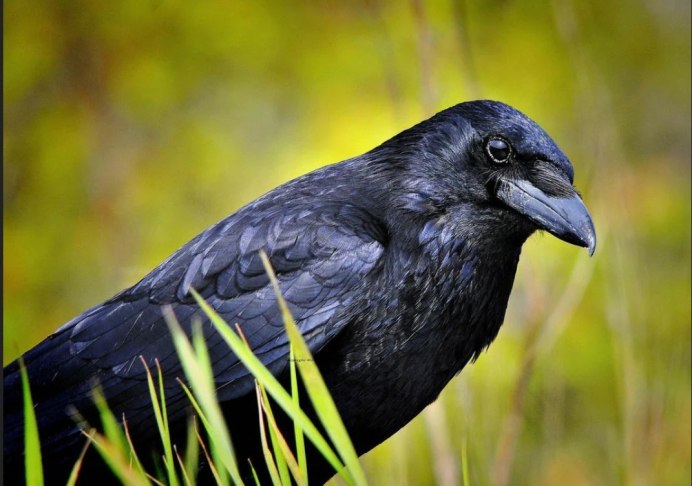 Ворон фото