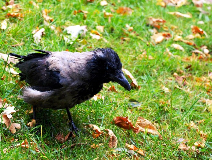 Гуамский ворон