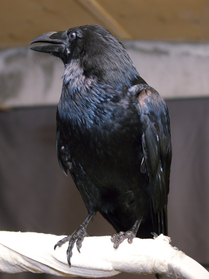 Corvus Corax птица