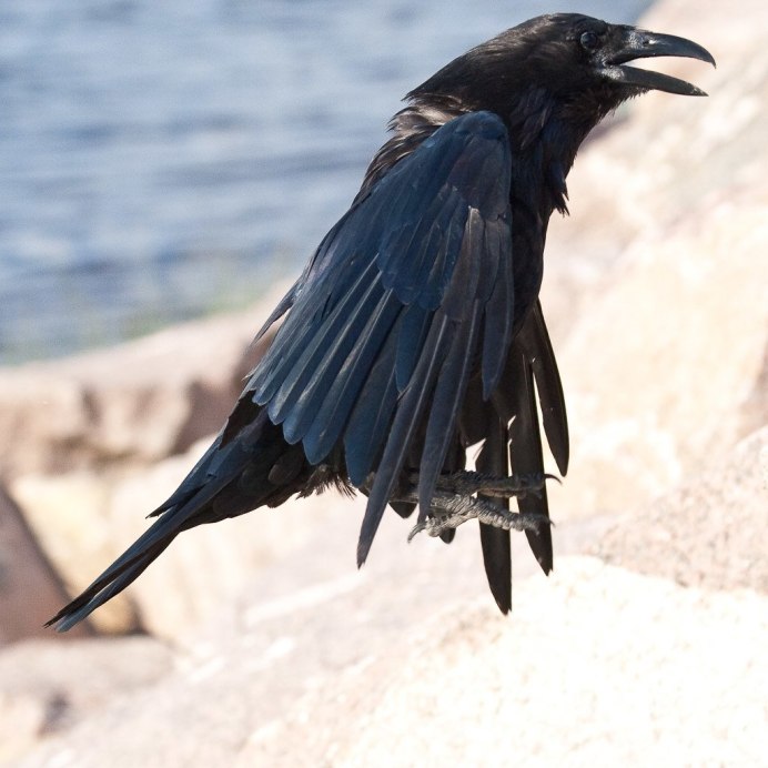 Странная ворона