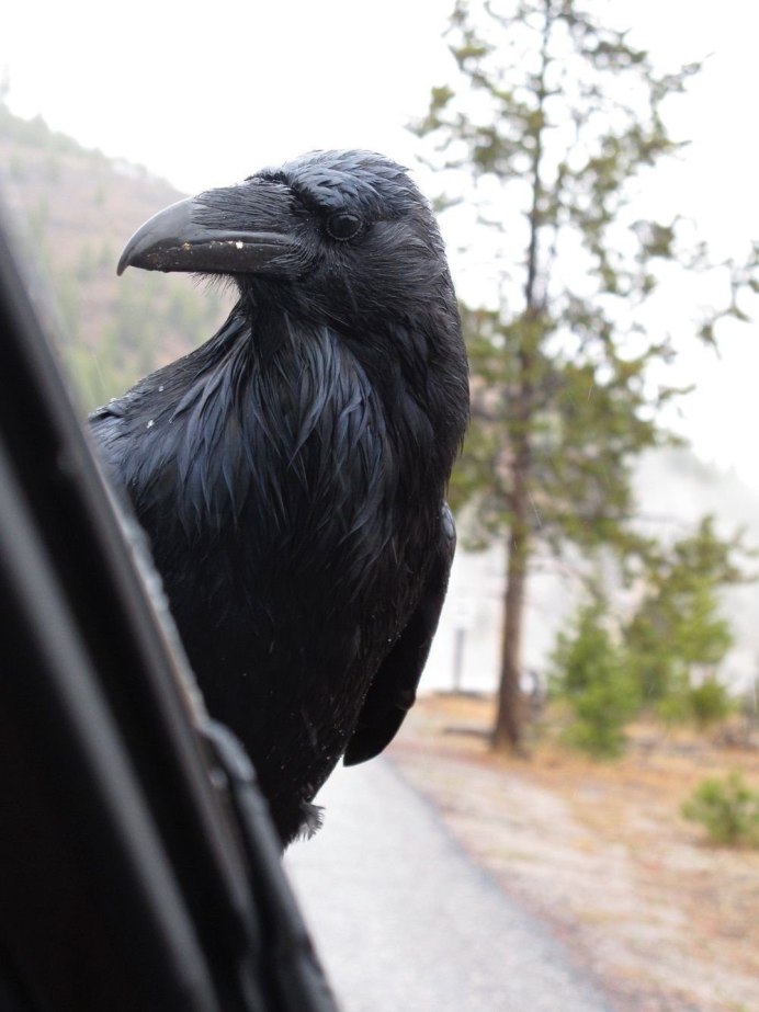 Вороны на кладбище