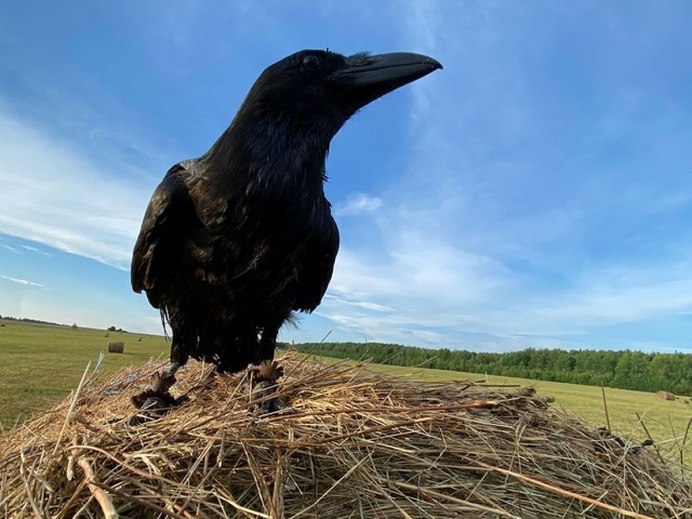Обыкновенный ворон птица