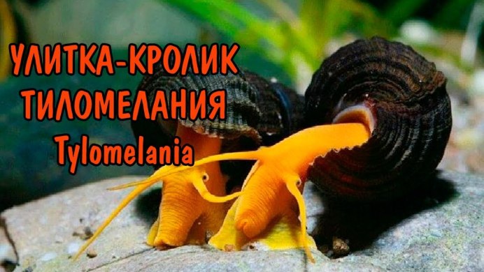 Тиломелания голубая