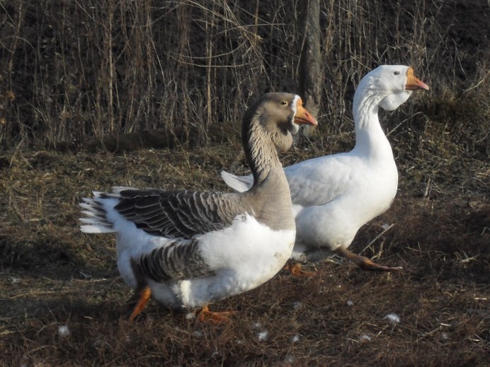 Оринокский Гусь