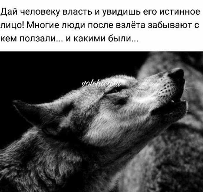 Два волка черный и белый
