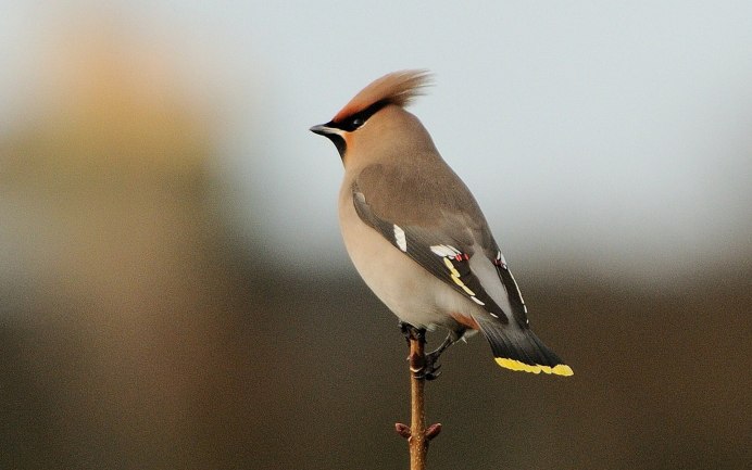 Bombycilla garrulus