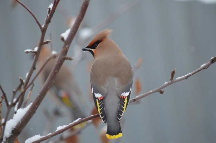 Свиристель обыкновенный (Bombycilla garrulus)