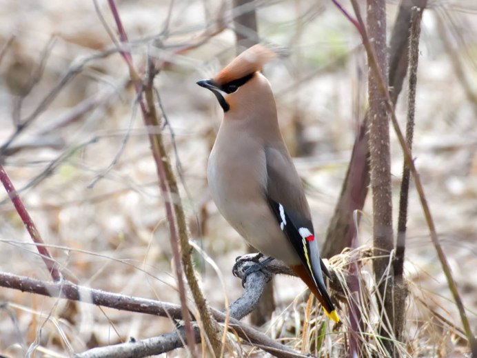 Свиристель (Ampelis garrulus)