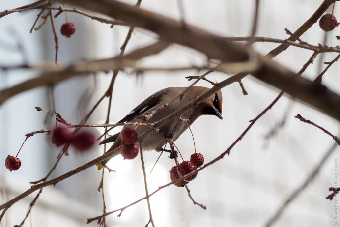 Свиристель обыкновенный (Bombycilla garrulus)