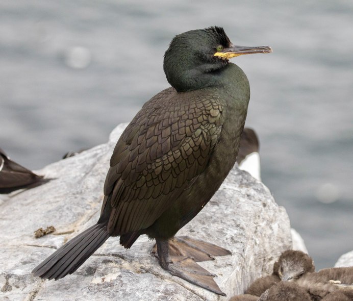 Хохлатый Баклан Phalacrocorax Aristotelis