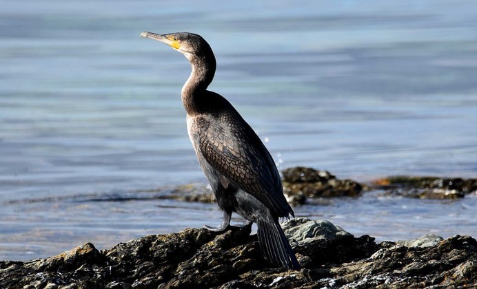 Хохлатый Баклан Phalacrocorax Aristotelis