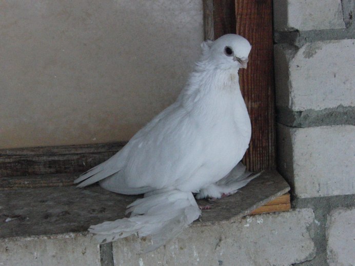 Голуби породы Каплан