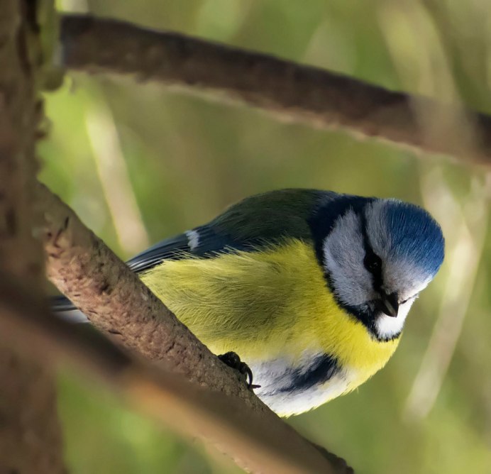 Синица Московка