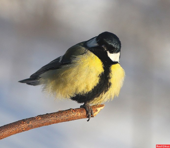 Синица охотится