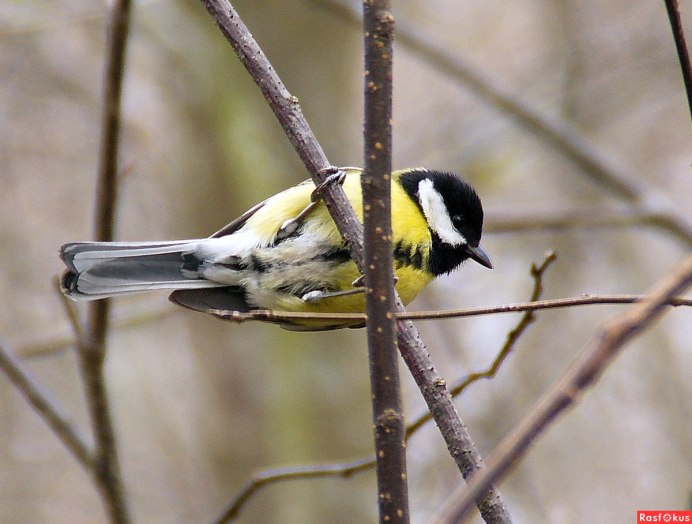 Ласточка и синица