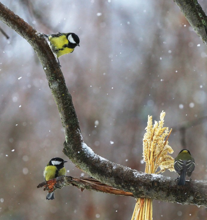 Евроазиатская азиатская большая синица