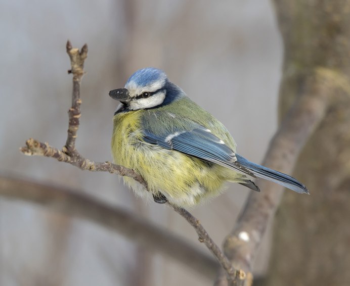 Обыкновенная лазоревка с хохолком
