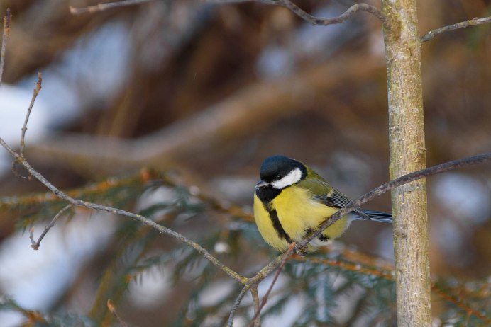 Синица дома