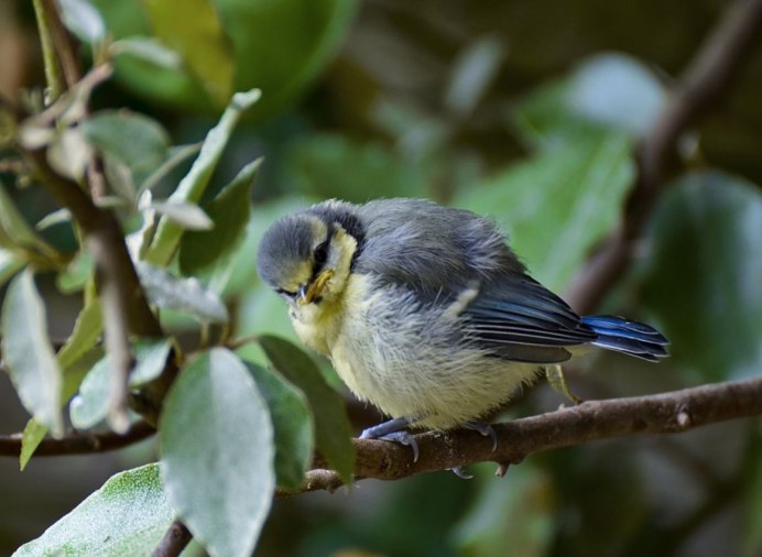 Большая синица самец