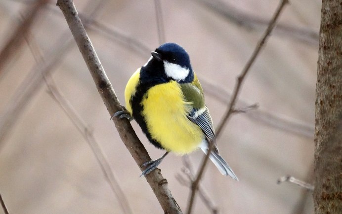 Синица на Сахалине
