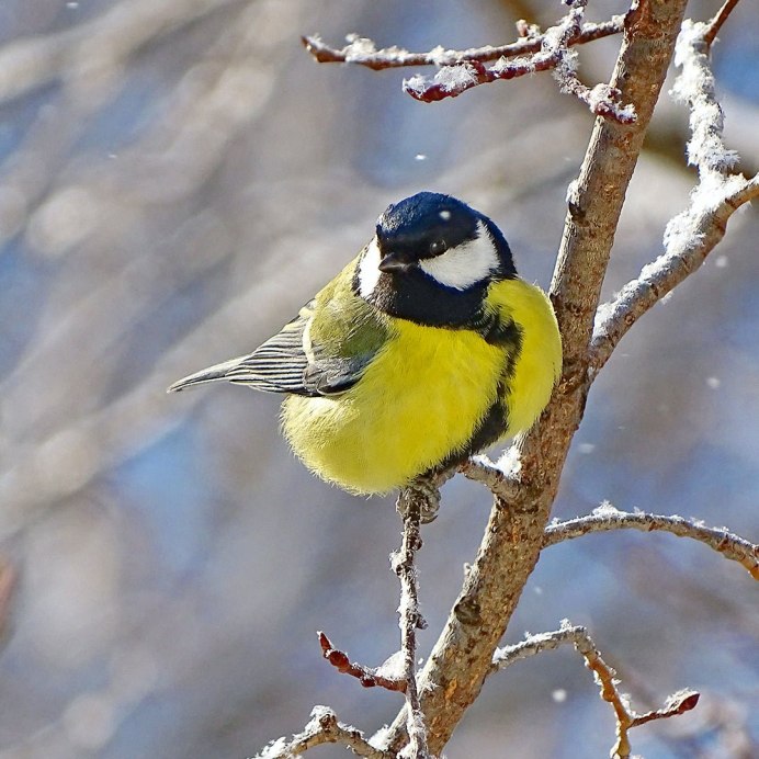 Астраханский заповедник усатая синица
