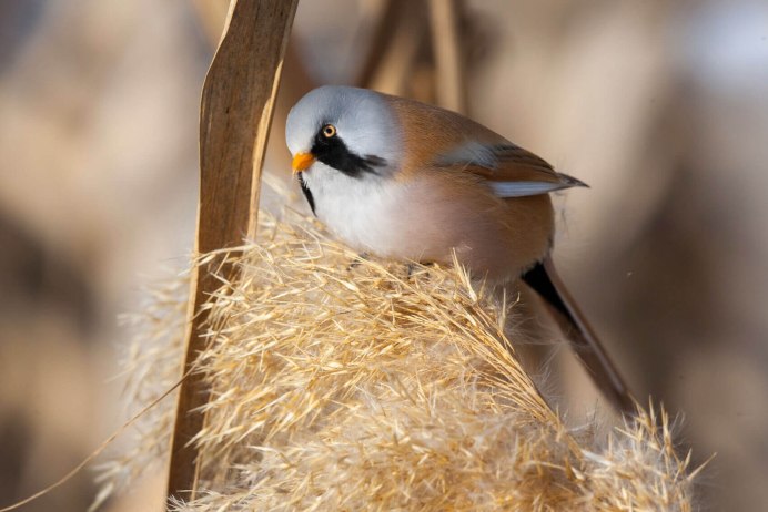 Синица лазоревка в полете