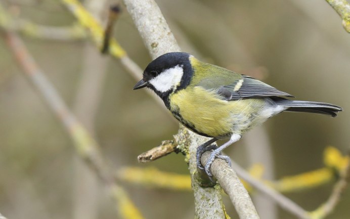 Перышко синички
