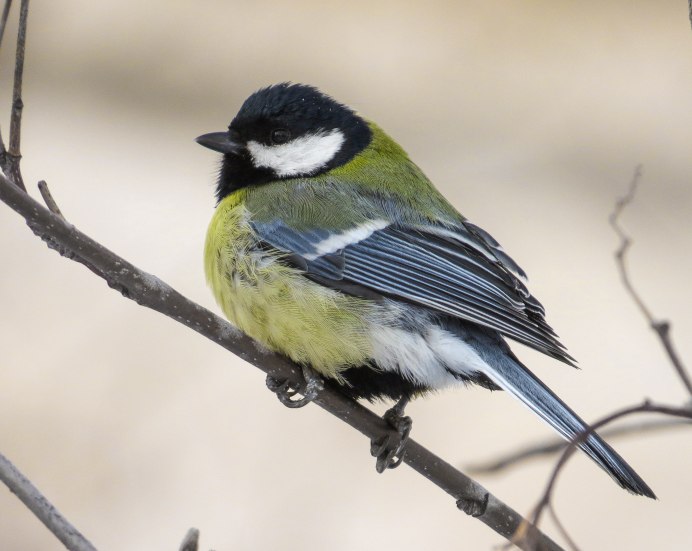 Рыжая синица