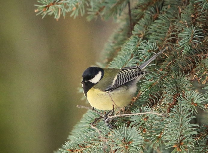 Синица Parus Major