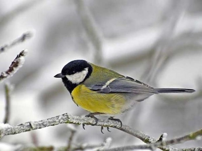 Строение синицы фото