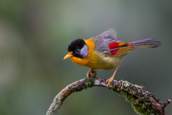 Leiothrix Argentauris