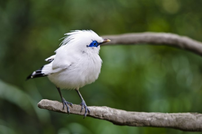 Tulasī Flicker