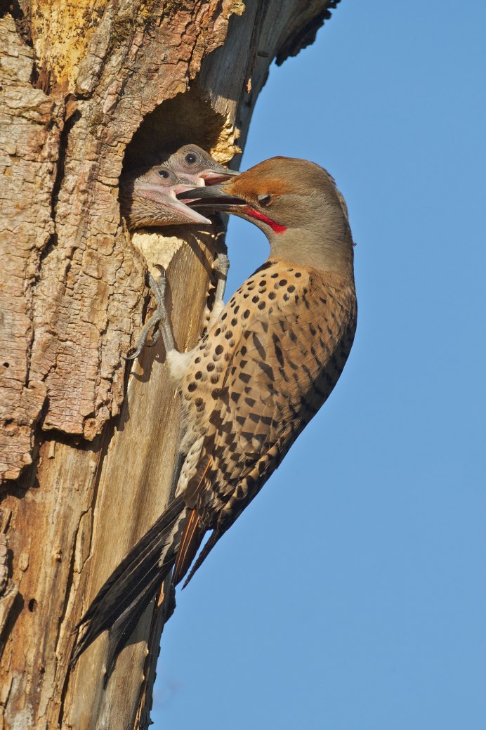 Tetraogallus altaicus