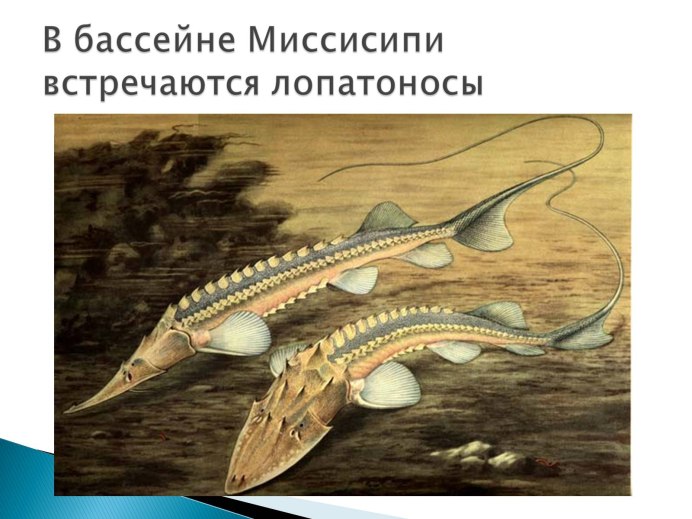 Морские рыбы атлас определитель