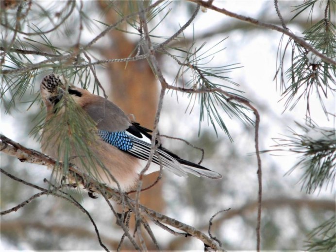 Сойка зимой