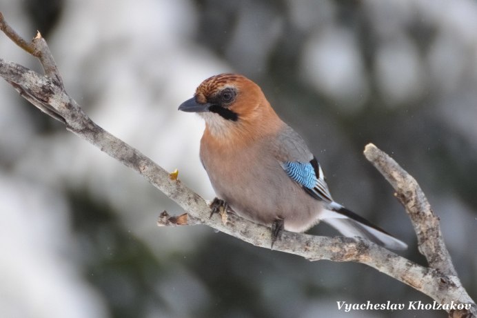 Зимующие птицы Сойка