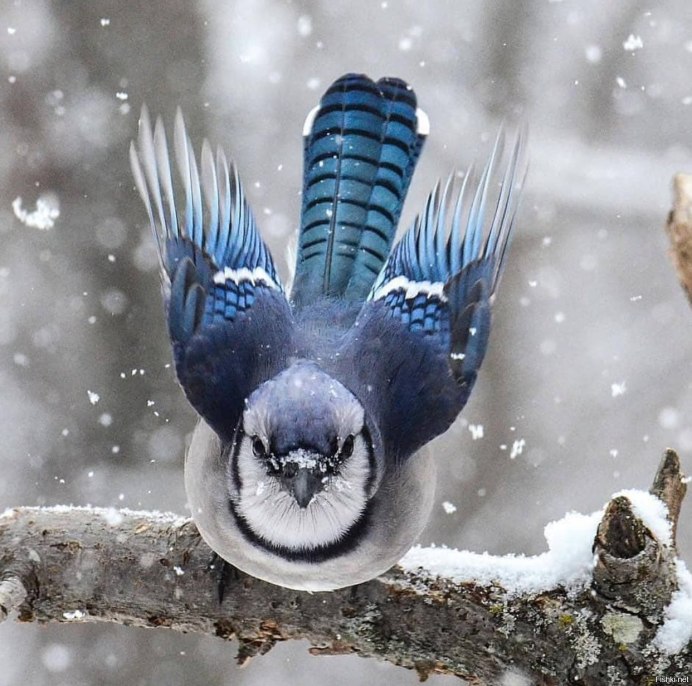 Зимующие птицы Сойка