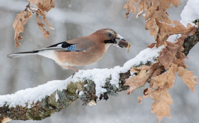 Сойка птица зимой