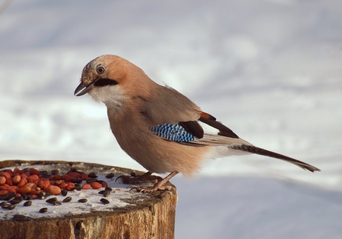 Сойка птица зимой
