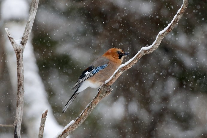 Голубая Сойка зимующая