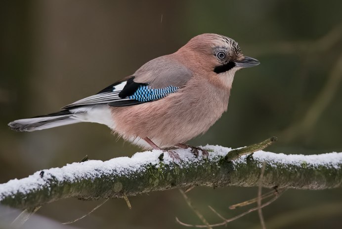 Зимующие птицы Сойка
