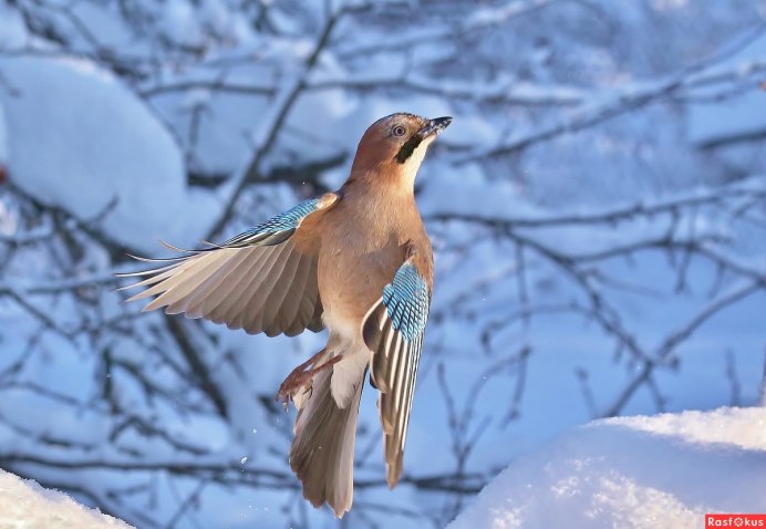 Сойка птица фото зимой